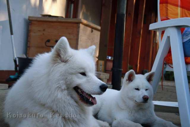 Chusei_4- Mon_mit_Samojeden-Freund.jpg